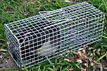 Possum Trap for hire in Melbourne