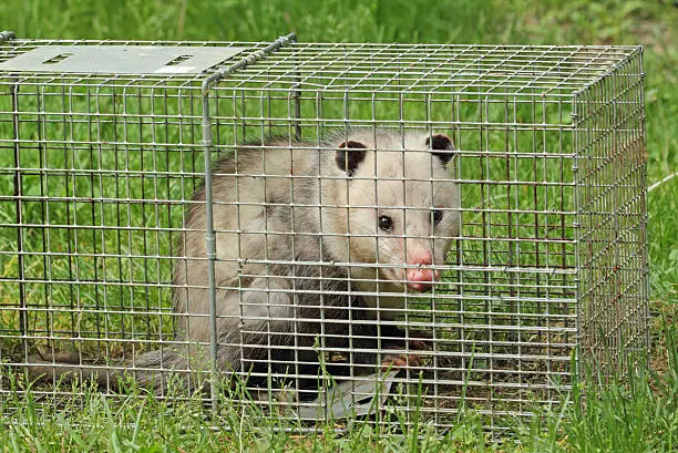 Possum Trap
